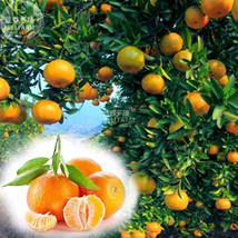 New Fresh Orange Mandarin Citrus Fruit Seeds 20 Seeds Pack Tasty Juicy Sweet Tre - $3.72