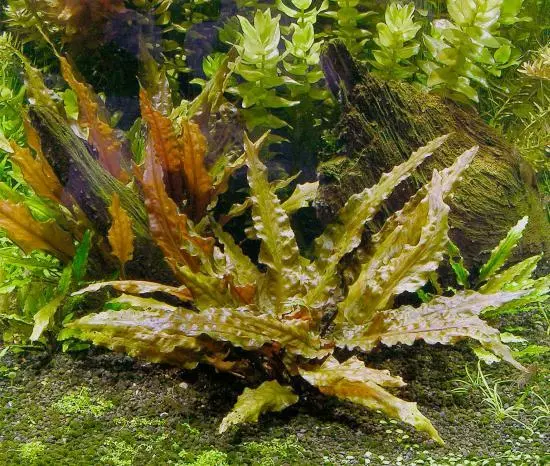 Cryptocoryne Wendtii Red Crypt Wendtii Live Aquarium Plants USA Seller  - $16.94