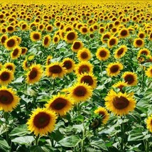 MBK 25 Mammoth Grey Stripe Sunflower Seeds Huge Giant Large Sunflowers F... - $8.79