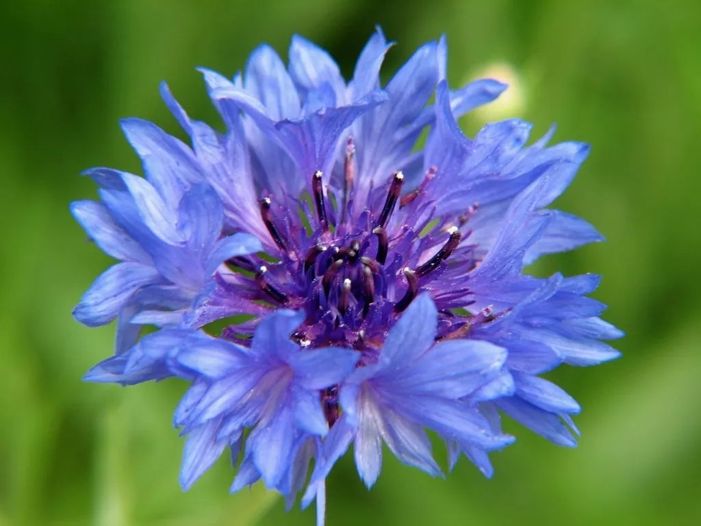 Primary image for bachelor, BACHELOR'S BUTTONS, multiple BLUE flowers, bushy 500 seeds