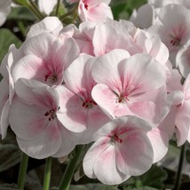 15 seeds Geranium Flower Garden Appleblossom Annual Heirloom Seeds Garden Glow F - $8.35