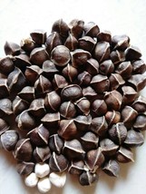 50pcs Moringa Oleifera Seeds, Can Be Planted or Eaten - £23.68 GBP