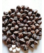 50pcs Moringa Oleifera Seeds, Can Be Planted or Eaten - $564.92 MXN