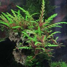 APF Aquarium Plants Factory Hygrophila Pinnatifida Fresh-cut - £23.49 GBP