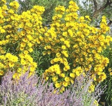 SD 100 Maximilian Prairie Sunseeds Native Wildflower Heat Cold Drought F... - $253.78 MXN