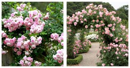 Pink European Rose Climbing Flower Seeds 200PCS International Ship - £15.97 GBP