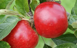 SL 25+ Meridian Apple Seeds For Garden Planting - Usa - ! - $4.73