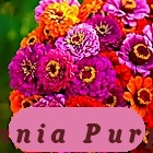 Easy Grow Zinnia Purple Dream Mix W Red Double Blooms Butterflies Hummin... - $5.57