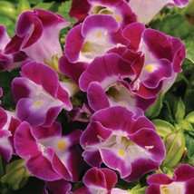 Fast Ship USA Seller 1R7D5 Torenia Seeds 500 Flower Seeds Kauai Magenta - $55.40