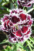 50 Pc Seeds Velvet ‘N Lace Dianthus Flower Plant, Dianthus Seeds for Planting RK - £13.42 GBP