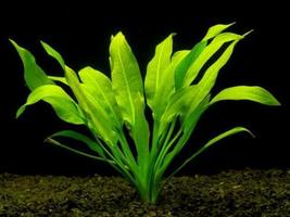 Live Aquarium Plants Amazon Sword Bunch Echinodorus Bleheri - £25.12 GBP
