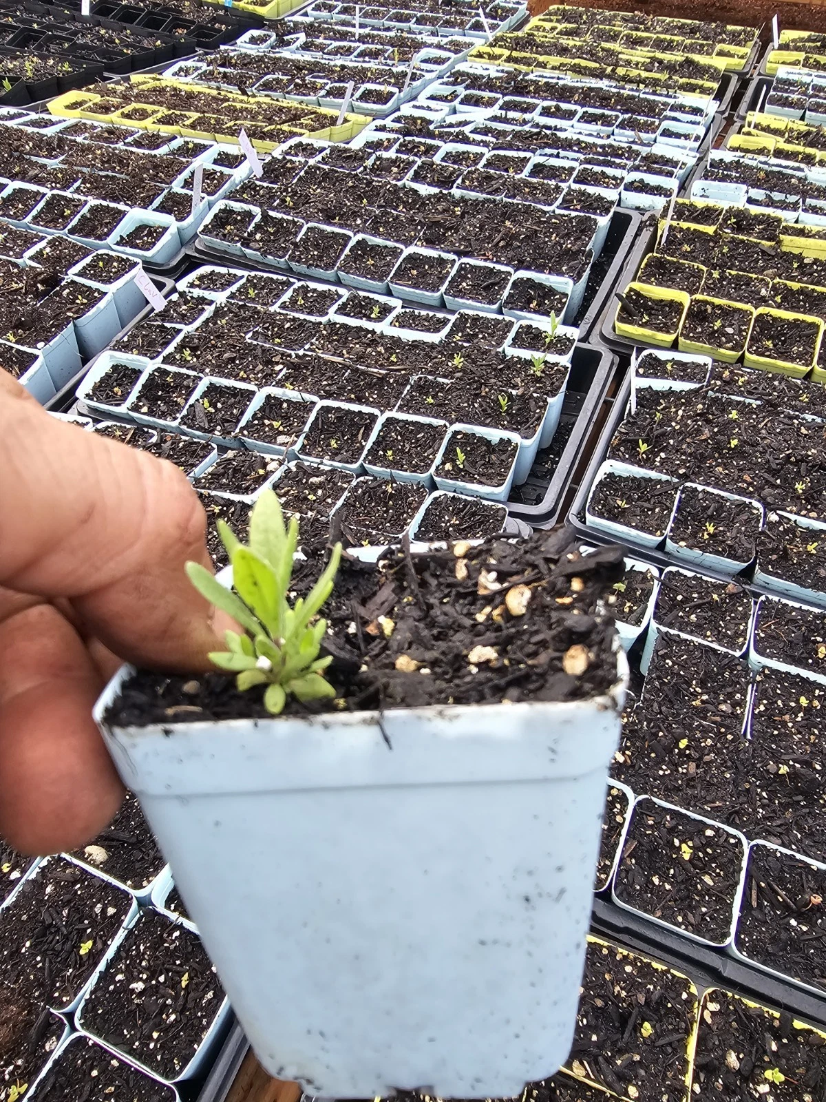 1 LIVE Tiny Common English Lavender Herb Plant 3&quot; pot  BUYMORE/SAVEMORE - $26.88