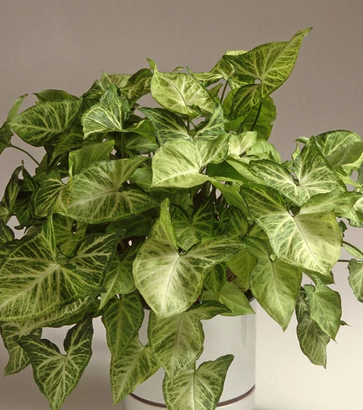 Arrowhead Syngonium Butterfly  philodendron goosefoot 5cuttings plant - $26.92 CAD