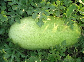 Charleston Gray Watermelon Seeds, NON-GMO, Huge 35-50 lbs, FREE SHIP - $36.75 MXN+