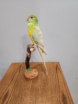 J197 Red Rumped Parrot Parakeet Bird Mount Taxidermy - £193.43 GBP