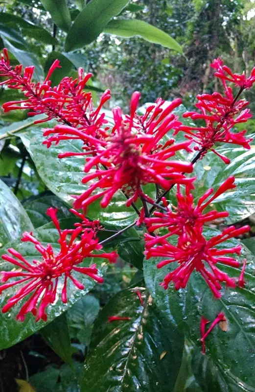 FIRE SPIKE RED Odontonema strictum Rooted baby Attracts Hummingbirds - £21.30 GBP