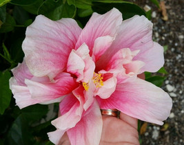 Tropical Double Pink Hibiscus starter live plants - £29.66 GBP