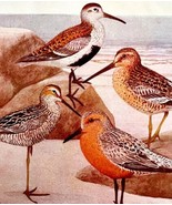 Sandpipers And Other Shorebirds 1936 Bird Lithograph Color Plate Print D... - $24.99