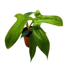 Philo Florida Green 4 inch Philodendron Pedatum - £37.67 GBP