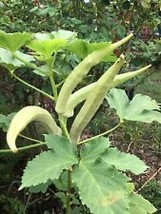 25+ Louisiana Longhorn Cowhorn Okra Seeds Heirloom Non Gmo Fresh New - £8.93 GBP