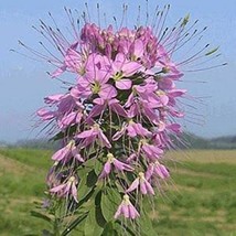 Rocky Mountain Bee Plant Cleome 50 Seeds Cleome Serrulata - £5.45 GBP