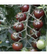 BRN 50 Seeds Black Opal Tomato Juicy Tomatoe Vegetable Edible Food Fresh... - €11,41 EUR