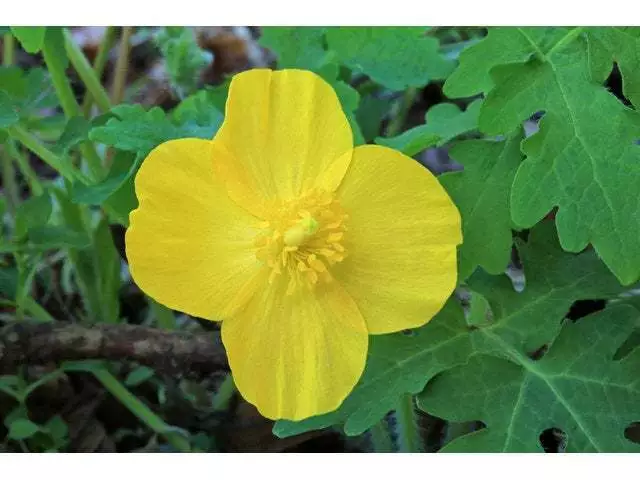 5 Bulbs Celandine Yellow Poppy Wildflowers (Stylophorum diphyllum) - $79.90