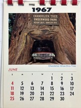 1967 California Redwoods Desk Calendar Forest Trees National Park Cars T... - $13.83
