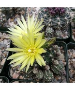 Gymnocalycium Dopianum Cactus Cacti Succulent Live Plant in a 4&quot; Pot - $1,026.90 MXN