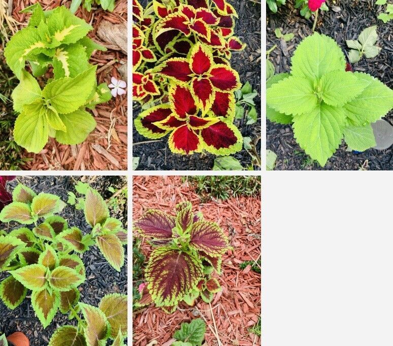 Coleus Rainbow Mix Flower Seeds Fresh Harvest New Fresh  - $3.98