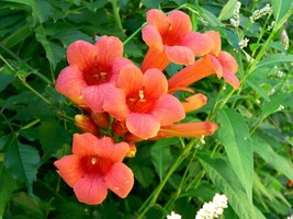 70 Hummingbird Trumpet Creeper Vine Campsis Radicans Flower Seeds Fresh - £9.25 GBP