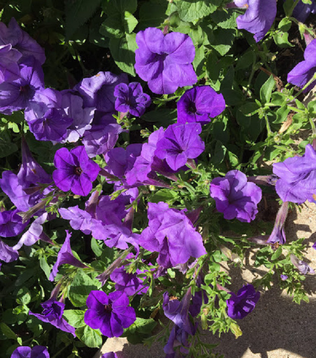 KKG Bin1R8D3 Easy Wave Blue Wave 25 Pelleted Petunia Seed US Seller - $15.37