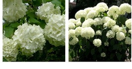 Live Plants - 2 Old Fashioned Snowball Viburnum Shrubs - 4-12&quot; Tall - 4&quot; Pot - £73.17 GBP