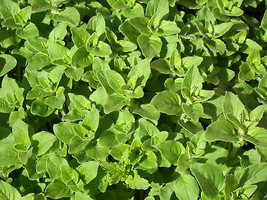 Oregano Seeds Greek Herb Seed Variety 300 Seeds Fresh Garden - $10.67