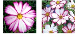 300 Seeds Cosmos Candy Striped Pink White Petals 3-5&#39; Great Cut Flowers - £21.62 GBP