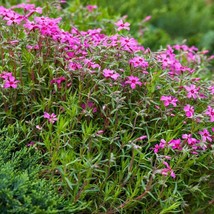 Gypsophila Seeds Creeping Babys Breath Rose Flower Seed 5000 Seeds Fresh USA Fas - $18.99