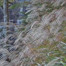 Miscanthus Sinensis Chinese Silver Grass Maiden Silvergrass 50 Seeds Fresh Seeds - $19.20