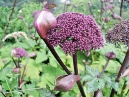 THJAR 30 Appalachian Mountain Mint Seeds - Pycnanthemum Flexuosum - £7.47 GBP