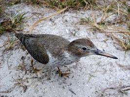 Spotted Sandpiper Lifesize 8.5 x 4 in. - £77.25 GBP