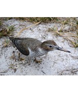 Spotted Sandpiper Lifesize 8.5 x 4 in. - €83,75 EUR