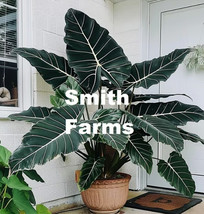 3+ Seeds Alocasia Palm Tree Plant From US - $10.25