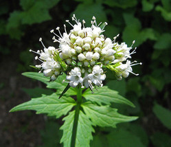 250 Valerian Heliotrope Heal All Herb (Valeriana Officinalis) Seeds - $1.00