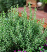 HT 50Rosemary Seeds Evergreen Shrub Culinary Perennial Garden Planting S... - $8.11