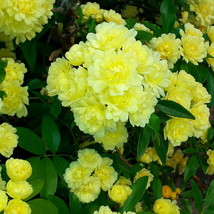 4&quot; Pot  Yellow Lady Bank Chinese Climbing Rose Fragrant Flowers - £44.19 GBP
