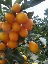 Florida only!! Nagami Kumquat Tree, Grafted plant, 26-30 inches tall - £91.92 GBP