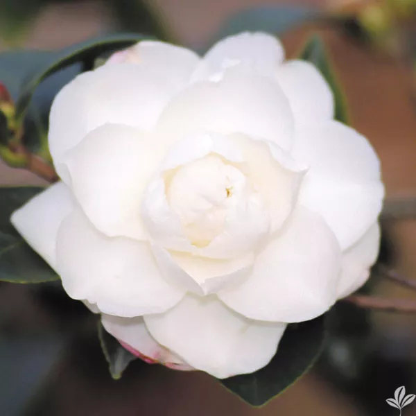 Chisato No Aki Camellia Japonica Live Starter Plant Pure White Garden - $45.98