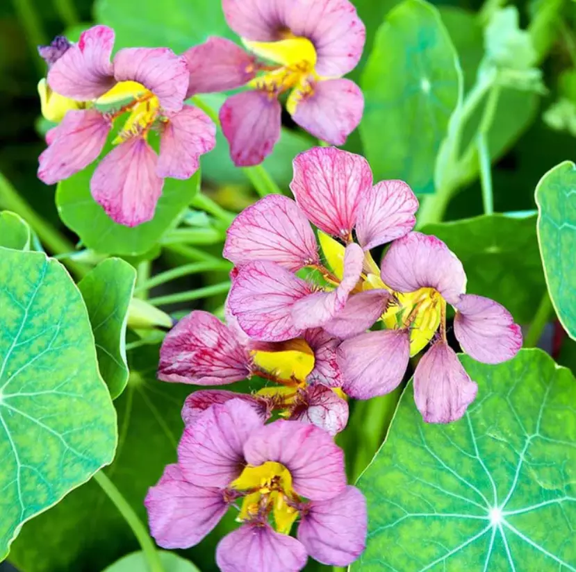 Nasturtium PURPLE EMPEROR 18-24&quot; Edible Flowers Heirloom Non-GMO 15 Seeds! - $11.02