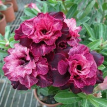 4 Magenta White Desert Rose Adenium Obesum Flower Exotic Bloom Perennial Seeds  - $20.99