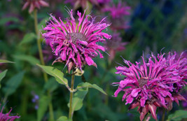 460 Beebalm, Purple Bee Balm Flower Monarda Flower Seeds - £14.49 GBP