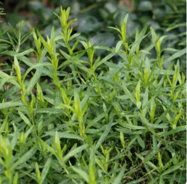 Russian Tarragon 1 4 Gram Approx 1500 Herbs Fresh Seeds - £10.18 GBP
